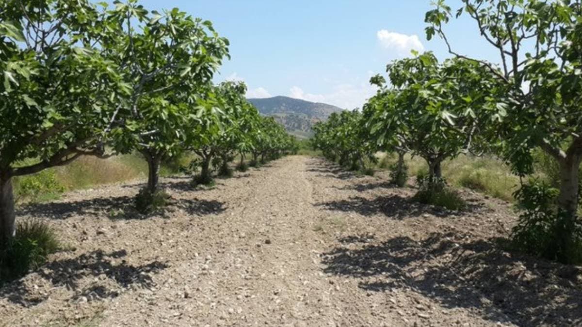 Germencik’te 19 bin 913 metrekarelik incir bahçesine jeotermal sondaj planı