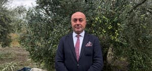 Marmarabirlik'ten 60 bin tonluk alım planı...Türkiye'de zeytinde rekor rekolte beklentisi