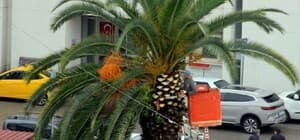 Meydan çevresindeki palmiye ağaçlarına sonbahar-kış bakımı