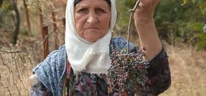 Annesiyle başladığı çitlembik mesaisini 78 yaşında sürdürüyor