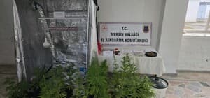 Anamur’da evin odasında kurulan bölmede 51 kenevir ele geçirildi