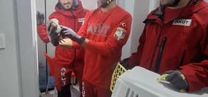 Havalandırma boşluğunda mahsur kalan baykuşu, AKUT kurtardı