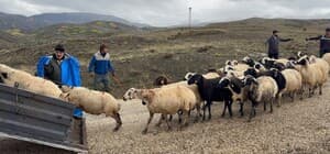 Erzincan'da yayla sezonu sona erdi, dönüş yolculuğu başladı Erzincan Tulum Peyniri üreticilerinden üretim sezonuna halaylı veda