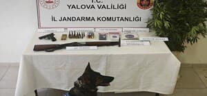 Yalova'da yasa dışı kenevir operasyonu
