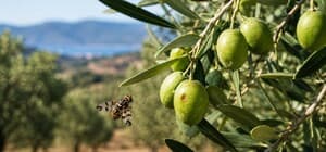 Salihli'de zeytin üreticilerine sinek uyarısı