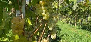 Aromasıyla meşhur 'Peterek' üzümünde hasat zamanı