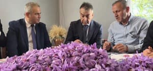 Safranbolu’da safran hasadı sürüyor; kilosu 800 bin TL