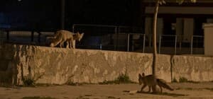Tilkiler şehir merkezinde, ayılar köylerde görüldü