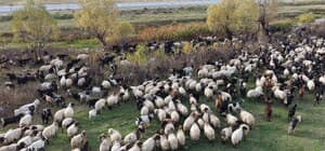 Göçerlerin Van’dan Siirt’e zorlu dönüş yolculuğu başladı
