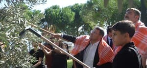 Ayvalık'ta zeytinin bin yıllık hikâyesini genç eller yazdı Cunda Turizm Meslek Lisesi'nde zeytin hasat festivali coşkusu: öğrenciler zeytin topladı, yağ sıktı, yöresel lezzetleri tanıttı Zeytin dalından sofraya uzanan yolculukta geleneksel üretim yöntemleri yeni nesillerle buluştu