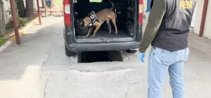 Aracın yakıt deposundaki uyuşturucuyu 'Hector' buldu