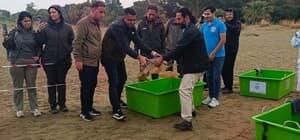 Tedavileri tamamlanan 4 caretta caretta denize bırakıldı