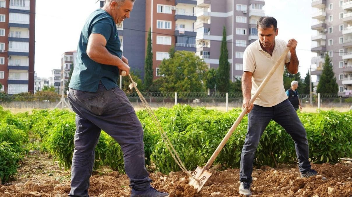 Adıyaman Belediyesi’nin üretim merkezinde sonbahar ekimi başladı
