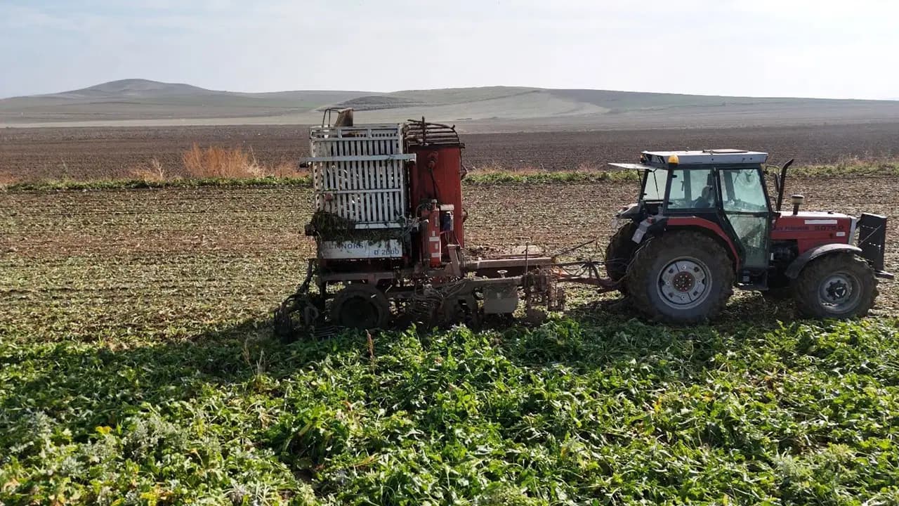 Fabrikalar yolunu gözlüyor: Dekar başına tam 10 ton çıktı!