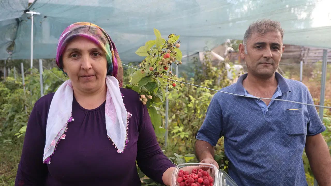 Saimbeyli'de ilk kez yetiştirdi: 2 günde bir 40 kilo topluyor, kilosunu 500 liraya satıyor!