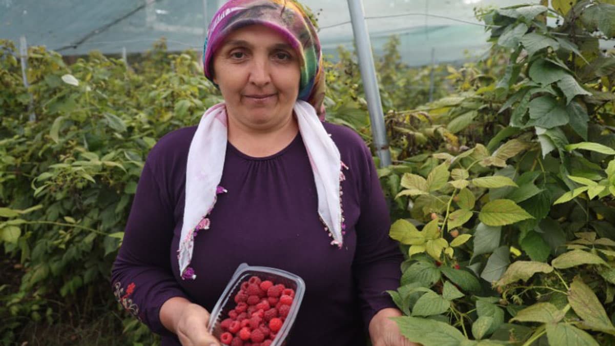 Saimbeyli’de yarım dönümlük alanda ahududu üretimi başladı