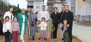 Alanya'da minik eller zeytin fidanlarını toprakla buluşturdu