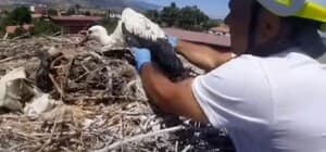 Leylek yuvalarındaki plastik ipler yavruların hayatını tehdit ediyor