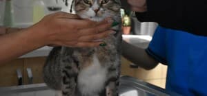 Ortaokul öğrencileri, yaralı kedi 'Kurabiye'nin tedavisi için harçlıklarını biriktirdi