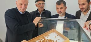 Fındık alım çalışmaları yerinde incelendi