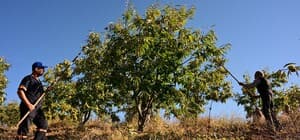Demirci kestanesinde hasat başladı