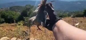 Aydın'da doğal yaşam alanlarına kınalı keklik salımı yapıldı